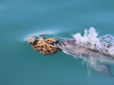 some-australian-dolphins-use-sponges-to-hunt-fish,-but-it’s-harder-than-it-looks