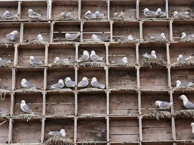 arctic-birders-combat-impact-of-climate-change-and-avian-flu-on-delicate-ecosystem