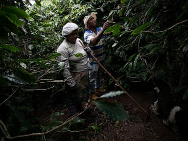 small-brazilian-coffee-producers-fear-for-the-future-after-trump’s-50%-tariff