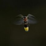 fireflies-are-lighting-up-summer-skies.-but-the-glowing-bugs-are-still-on-the-decline