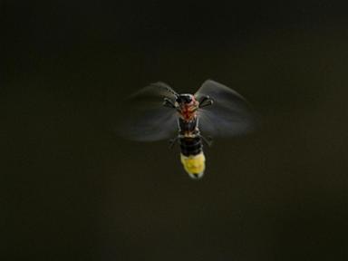 fireflies-are-lighting-up-summer-skies.-but-the-glowing-bugs-are-still-on-the-decline