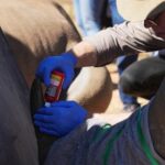 scientists-in-south-africa-are-making-rhino-horns-radioactive-to-fight-poaching