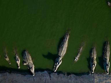israel-euthanizes-crocodiles-after-repeated-escapes-and-inhumane-treatment
