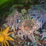 scientists-say-they-have-solved-the-mystery-of-what-killed-over-5-billion-sea-stars