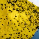 mexican-ranchers-struggle-to-adapt-as-a-tiny-parasite-ravages-their-cattle-exports-to-the-us