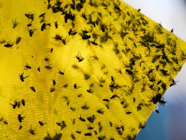 mexican-ranchers-struggle-to-adapt-as-a-tiny-parasite-ravages-their-cattle-exports-to-the-us