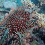 great-barrier-reef-records-largest-annual-coral-loss-in-39-years