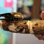 bugs-are-popular-pets-in-nature-loving-japan,-buzzing-with-ecology,-species-lessons