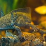 scientists-search-for-dna-of-an-endangered-salamander-in-mexico-city’s-canals
