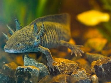 scientists-search-for-dna-of-an-endangered-salamander-in-mexico-city’s-canals
