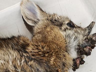 rabbits-with-‘horns’-are-being-called-‘frankenstein-bunnies’