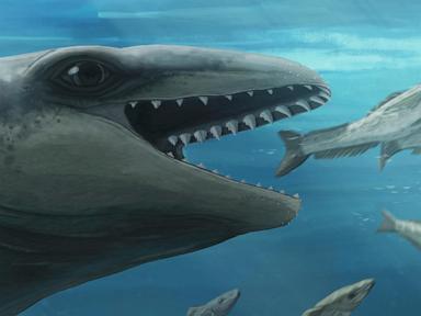 this-prehistoric-whale-had-razor-teeth-and-bulging-eyes