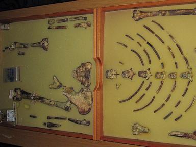 ethiopian-fossil-lucy-leaves-for-her-first-exhibition-in-europe