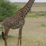 how-many-giraffe-species-are-in-africa?-new-scientific-analysis-quadruples-the-count