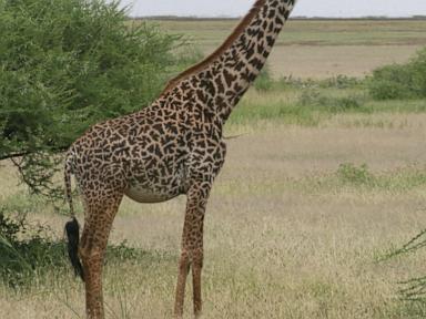 how-many-giraffe-species-are-in-africa?-new-scientific-analysis-quadruples-the-count