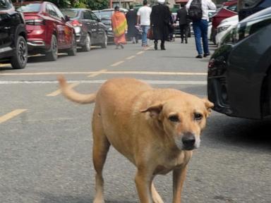 india’s-supreme-court-orders-stray-dogs-released-to-new-delhi-streets-in-modified-ruling