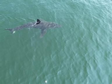 great-white-sharks-head-north,-following-seals-and-alarming-beachgoers