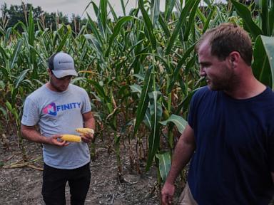 to-get-that-perfect-ear-of-corn,-weather-has-to-cooperate.-but-climate-change-is-making-it-dicier