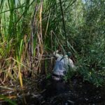 the-call-of-a-native-frog-is-heard-again-in-southern-california