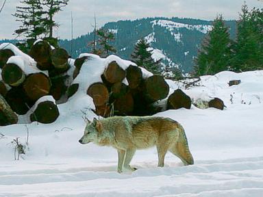 drones-blasting-ac/dc,-scarlett-johannson-help-biologists-protect-cattle-from-wolves