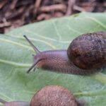 ned-is-a-perfectly-nice-snail,-but-a-rare-shell-means-a-doomed-love-life