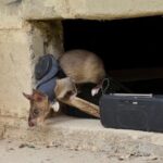 land-mines-and-tuberculosis-are-no-match-for-‘hero-rats’-sniffing-out-danger,-disease
