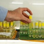 warming-seas-threaten-key-phytoplankton-species-that-fuels-the-food-web,-study-finds