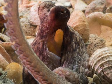 how-to-use-8-arms?-octopuses-tend-to-explore-with-their-front-limbs