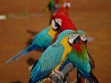 photos-show-how-an-indonesian-motorbike-mechanic-became-a-macaw-trainer