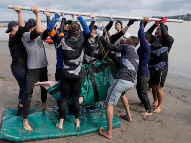 endangered-pink-river-dolphins-face-a-rising-mercury-threat-in-the-amazon