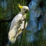 nest-boxes-help-endangered-cockatoos-find-homes-in-urban-hong-kong