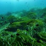 a-primer-on-what-the-high-seas-treaty-is-and-how-it-will-work