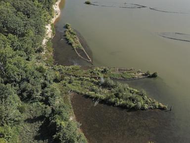 scientists-find-marine-life-thriving-on-world-war-ii-explosives-in-the-baltic-sea