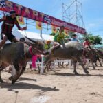 thailand’s-water-buffaloes-upgraded-their-status-to-prized-competitors