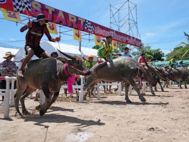 thailand’s-water-buffaloes-upgraded-their-status-to-prized-competitors
