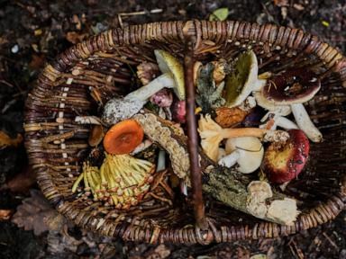 old-tradition-finds-new-life-as-germans-flock-to-forests-to-collect-mushrooms