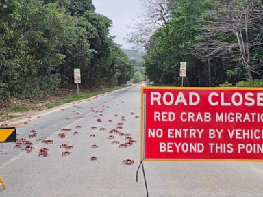 millions-of-red-crabs-migrating-on-australia’s-christmas-island