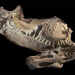 rare-dinosaur-mummies-help-scientists-recreate-their-prehistoric-lives