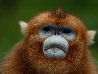 china’s-rare-golden-monkeys-debut-at-european-zoos,-a-possible-successor-to-‘panda-diplomacy’