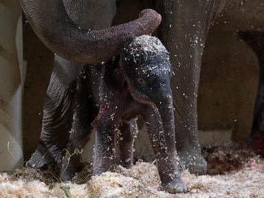 columbus-zoo-welcomes-second-asian-elephant-calf-this-year
