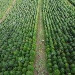 christmas-harvest-begins-in-germany,-where-some-say-decorating-trees-began