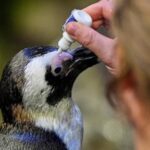 much-like-a-nursing-home,-penguins-at-a-boston-aquarium-can-age-with-dignity