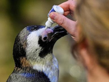 much-like-a-nursing-home,-penguins-at-a-boston-aquarium-can-age-with-dignity