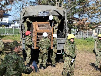 japan-sends-troops-to-northern-region-to-stop-bear-attacks-after-record-casualties