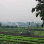 american-man-and-son-die-after-suffering-stings-from-swarm-of-wasps-ziplining-in-laos