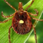 scientists-document-a-death-from-a-meat-allergy-tied-to-certain-ticks