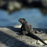 endangered-species-convention-proposes-new-rules-for-growing-exotic-pet-trade