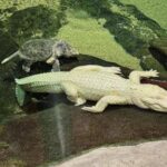 san-francisco’s-beloved-albino-alligator-claude-dies-at-30