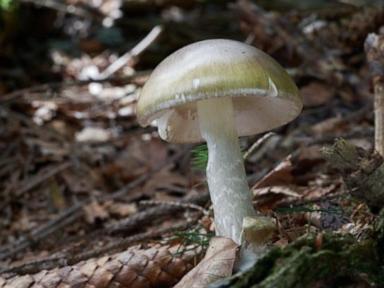 california-warns-against-foraging-wild-mushrooms-after-deadly-poisoning-outbreak