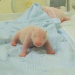 java-island-zoo-releases-photos-of-the-first-panda-cub-born-in-indonesia